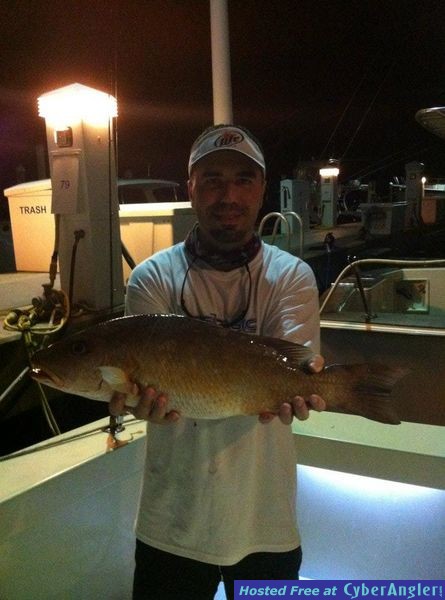 6lb 24&quot; Mangrove Snapper