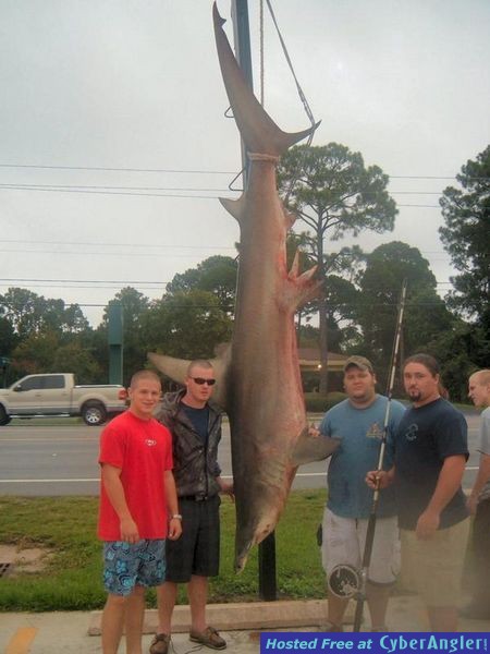 512 lb Hammerhead