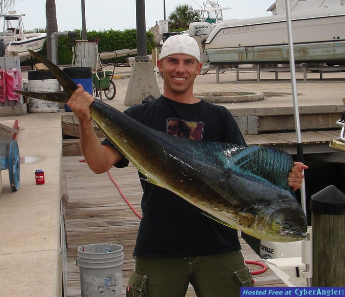 30 lb dolphin
