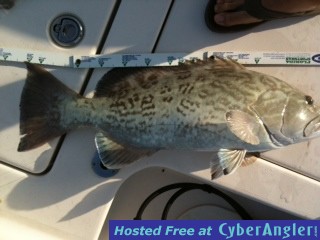 grouper11