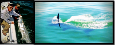 tarpon and shark