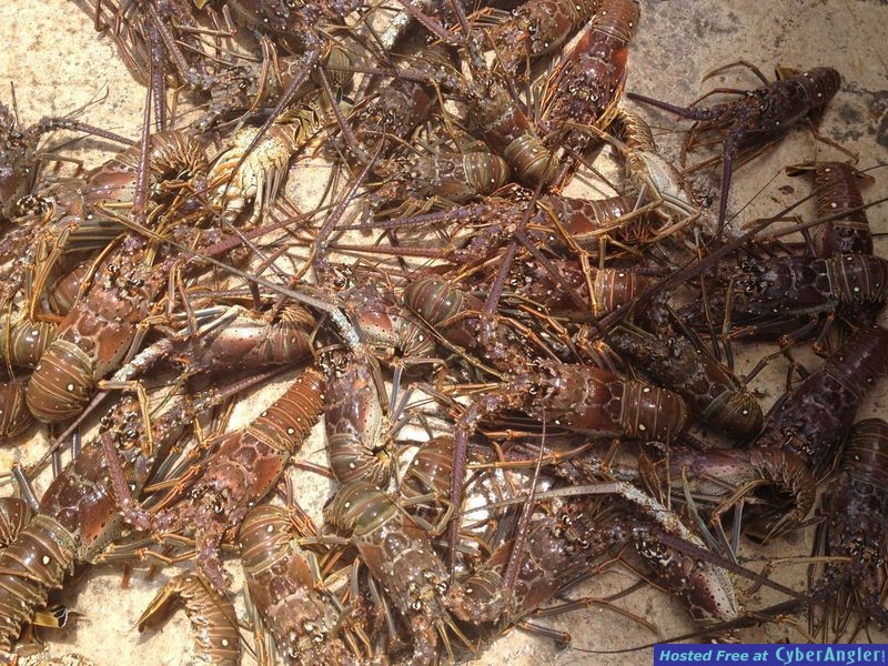 Lobster Mini Season Marathon Florida Keys