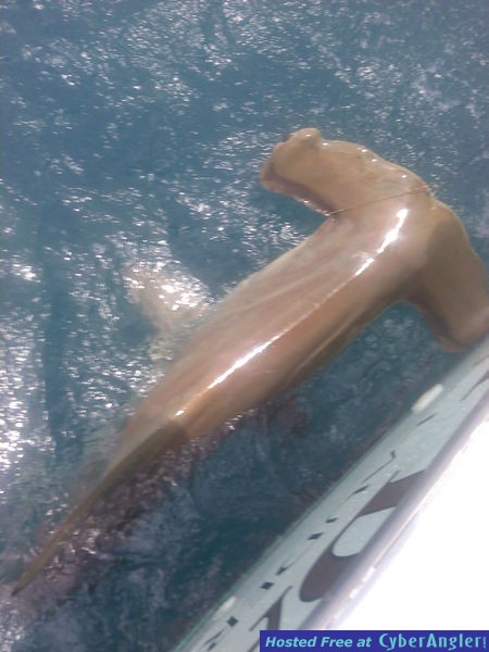Shark rick2