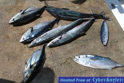 Click to Enlarge Photo