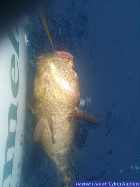 Jew fish Caught Off Fort Lauderdale