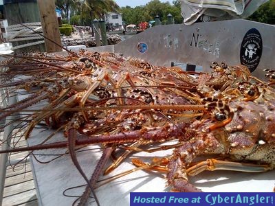 Florida Keys Lobster Fishing