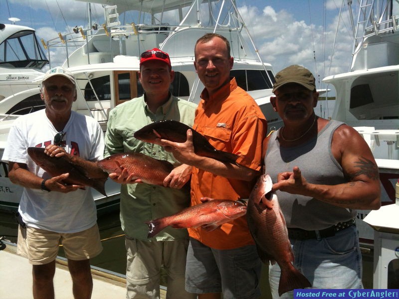 mangrove snapper