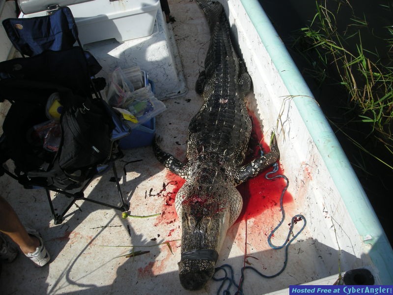 Florida Gator Hunting