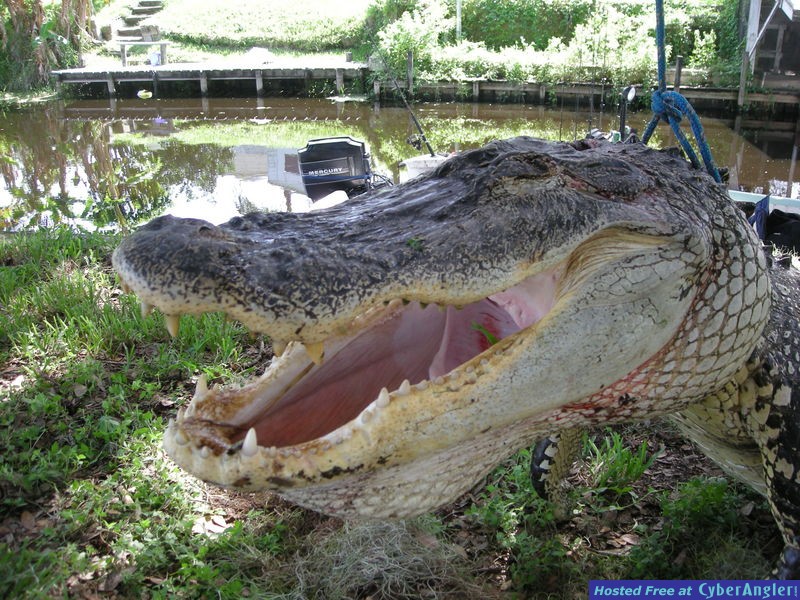 Florida Gator Hunting