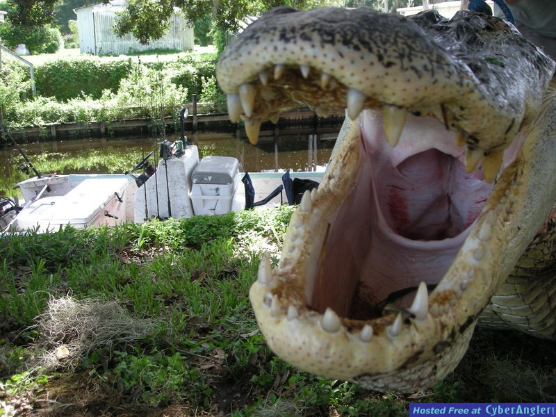 Florida Gator Hunting