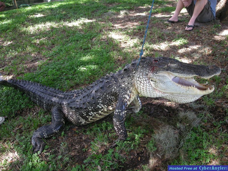 Florida Gator Hunting