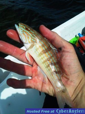 Click to Enlarge Photo