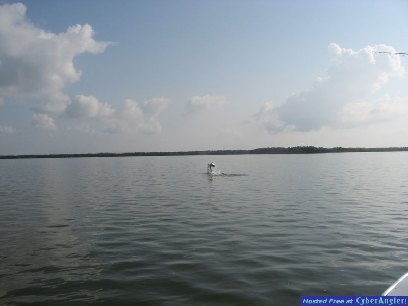 tarpon8