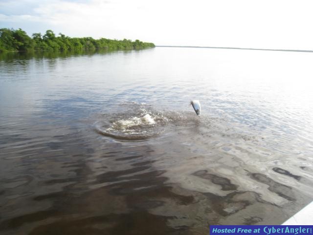 tarpon_jumps
