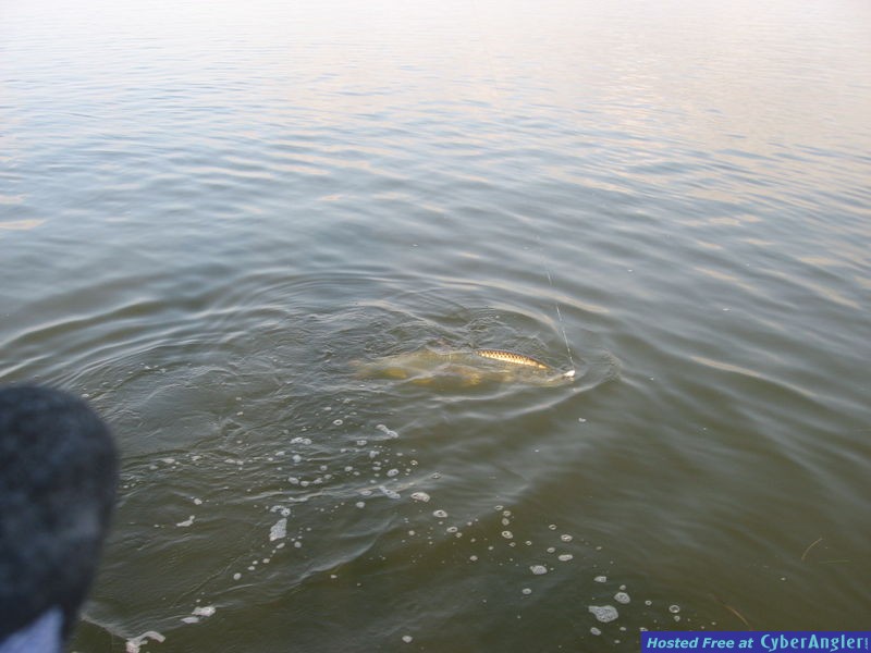 tarpon_release