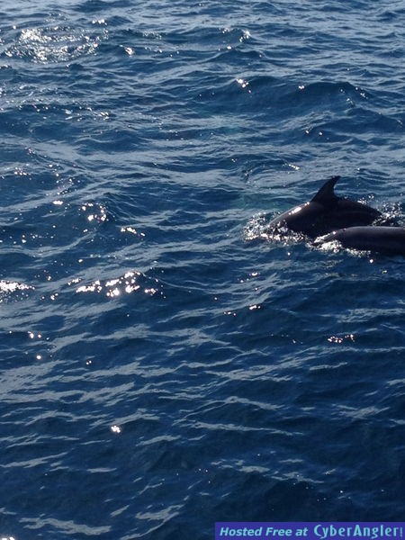 Flipper