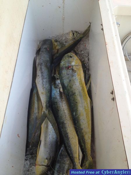 Cooler full of phins