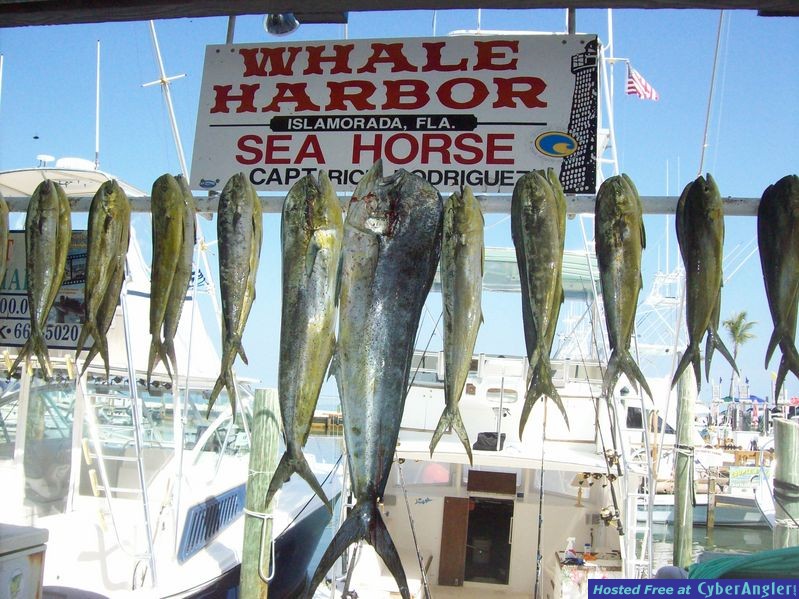 mahi rack