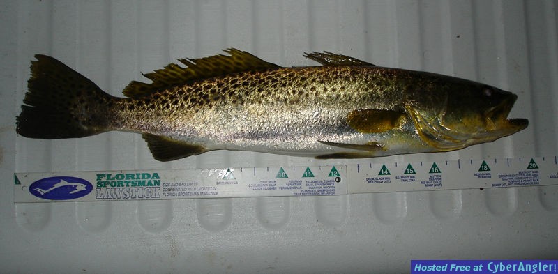 Gator Trout