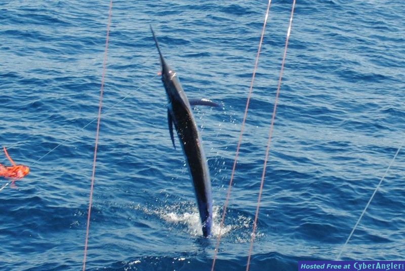 carib tail