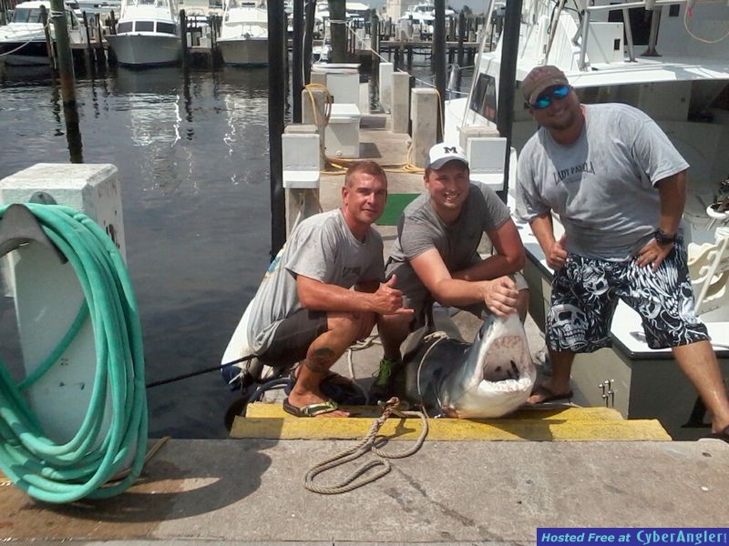 fort lauderdale mako shark