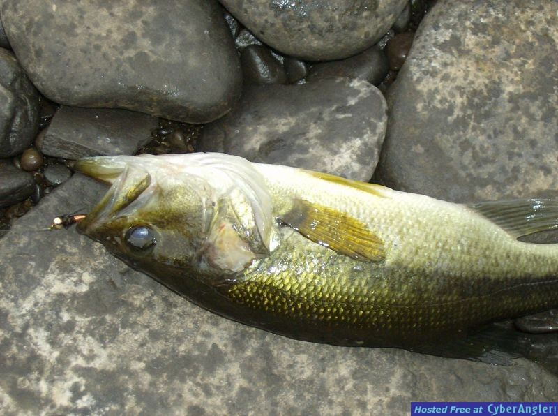 Largemouth Bass, Salmon River New York
