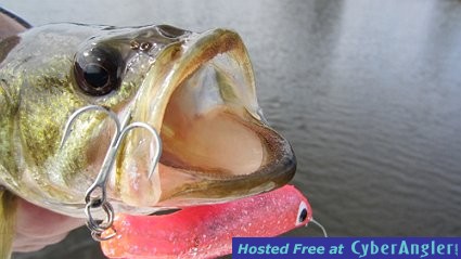 Bass Close Up