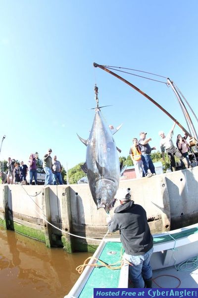 Monster BLUEFIN TUNA