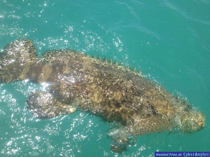 jewfish