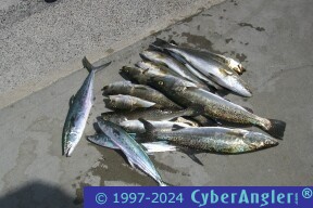 Big Trout and a few spanish