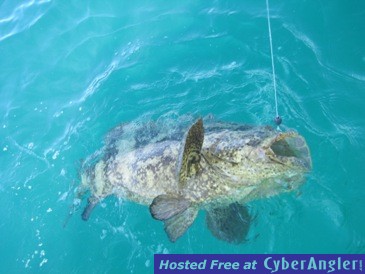 80-pound goliath grouper