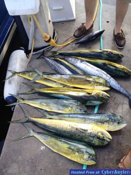 Lady Pamela 2 Mahi Mahi