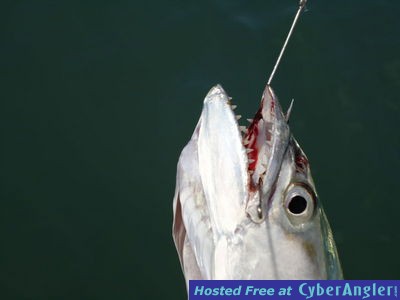 Click to Enlarge Photo