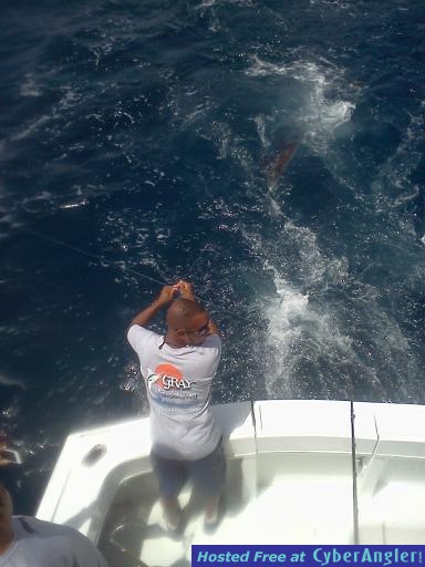 sailfish