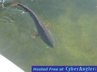 Redfish in water
