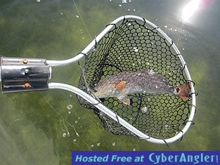 Redfish in net