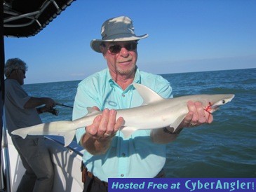 30-inch bonnethead shark released