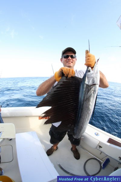 sailfish