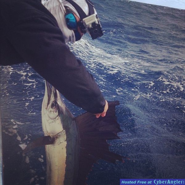 November Sailfish