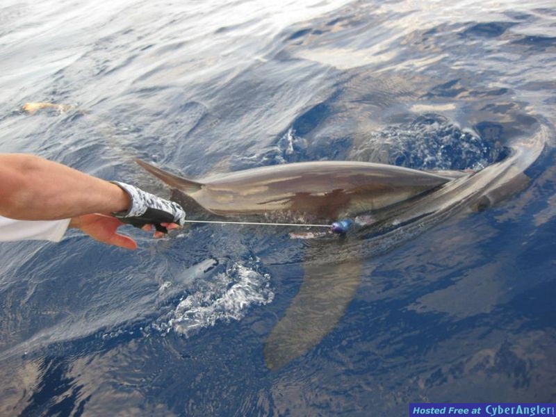 Bigeye Thresher Shark
