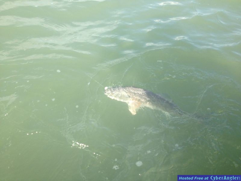 Redfish in Flamingo