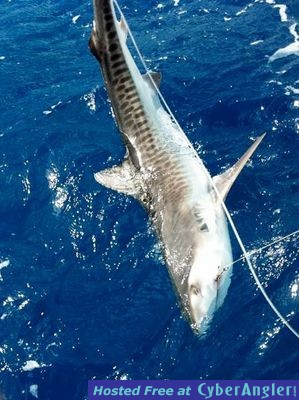 Tiger Shark