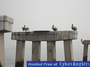 3lil_pelicans-jpeg