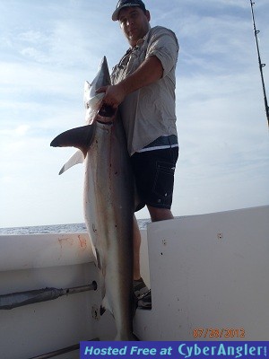 Andrew_shark-jpeg