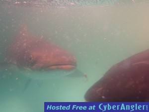 Cobia_a_coming-jpeg