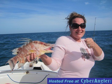 17-inch hogfish