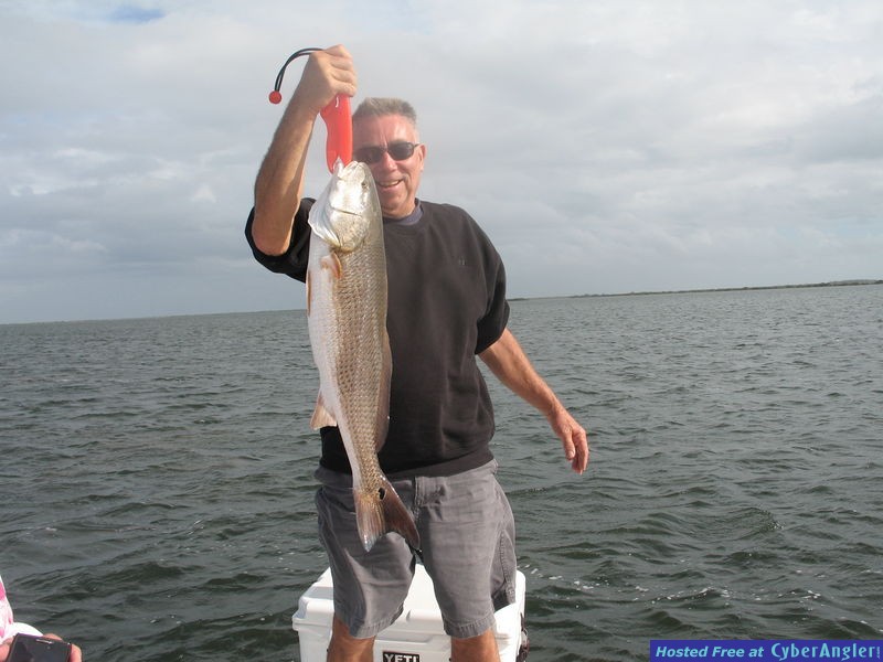 New Bait taking over Mosquito Lagoon