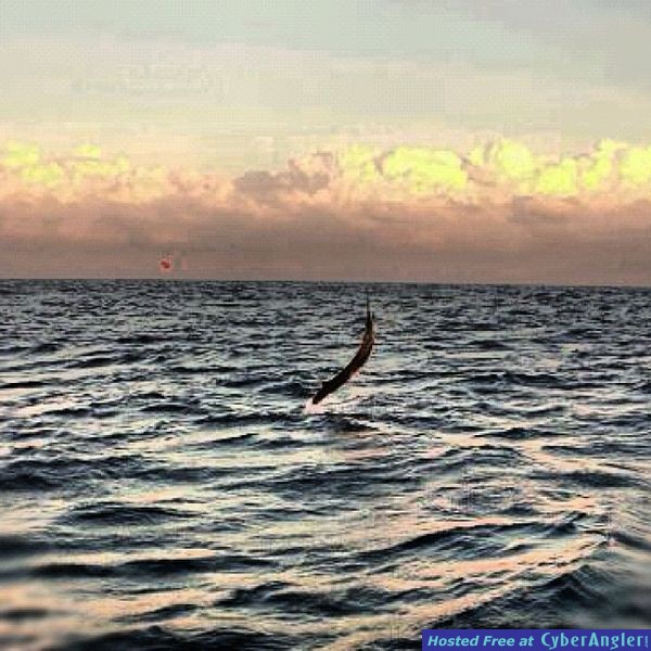 Sunset Sailfish