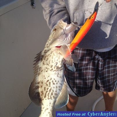 Gag Grouper on the Troll
