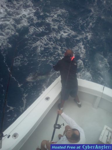 sailfish_6_